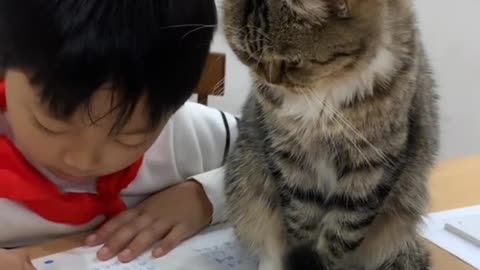 Funny cats, short, video, comment, viral, funny, comedy, short, beutiful, cat
