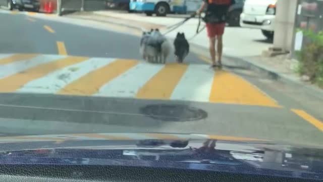 Three Musketeers on a Walk