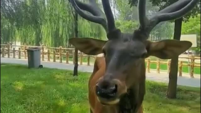 This deer has the same antlers as the ornaments I hang my jewelry on