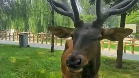 This deer has the same antlers as the ornaments I hang my jewelry on