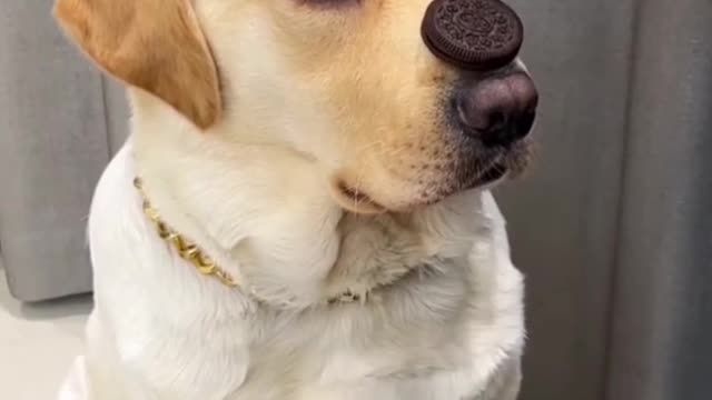 Dog prank videos funny animals prank videos