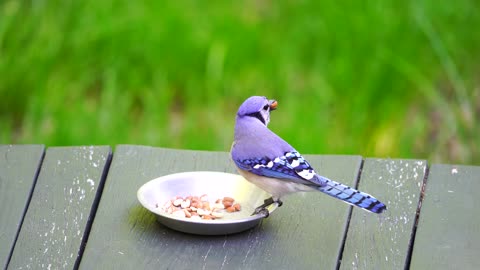 Blue and Purple Bird Eating Peanuts