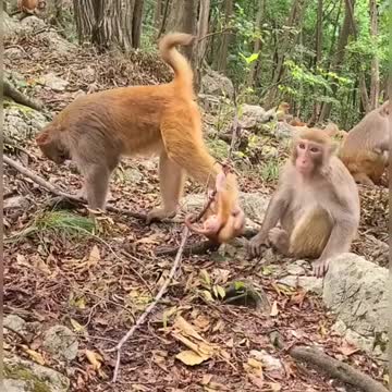 Monkey funny with baby