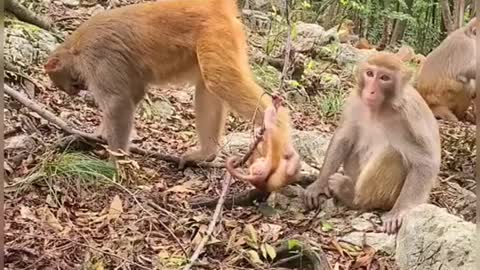 Monkey funny with baby