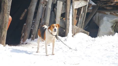 Portrait of a mongrel dog in winter