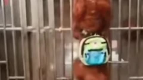 Funny Dog Video