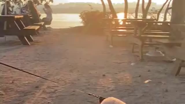 Dog enjoying the relaxation in the late afternoon sun