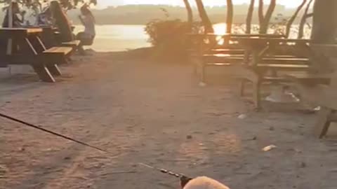 Dog enjoying the relaxation in the late afternoon sun