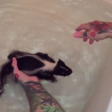 Zorrino bebé se divierte como loco nadando en la bañera