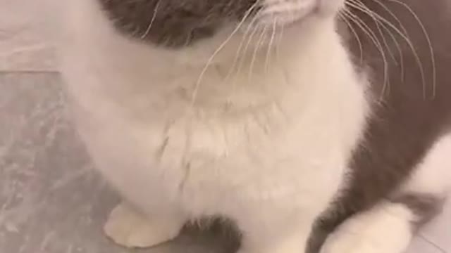 Funny Cats Video Series 01