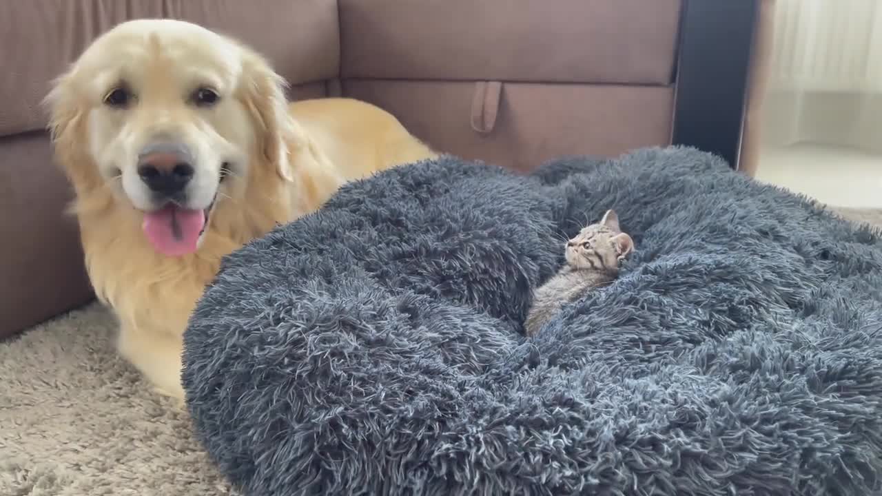 Golden Retriever Shocked by a Kitten occupying his bed!