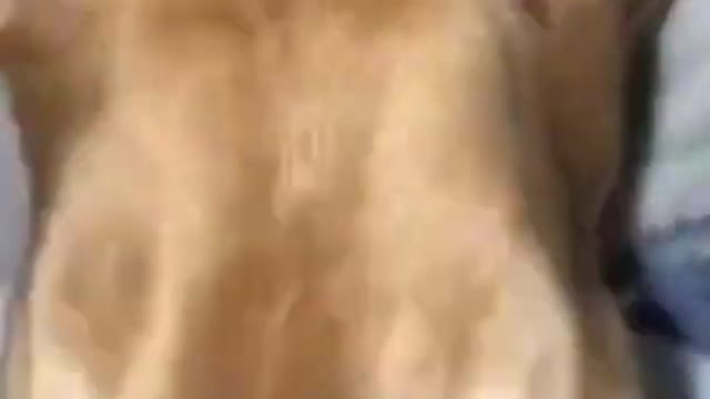 Funny Dog sneaking and eating chips