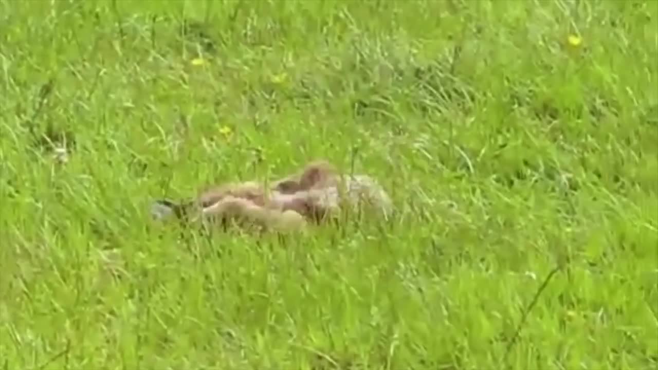 Stoat vs Rabbit Deadly Battle