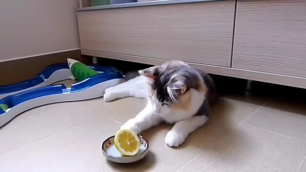 Lemon Cat Funny Kitty Encounters Strange Fruit For The First Time