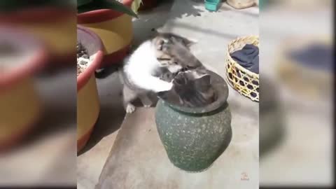 Cats funny videos watch