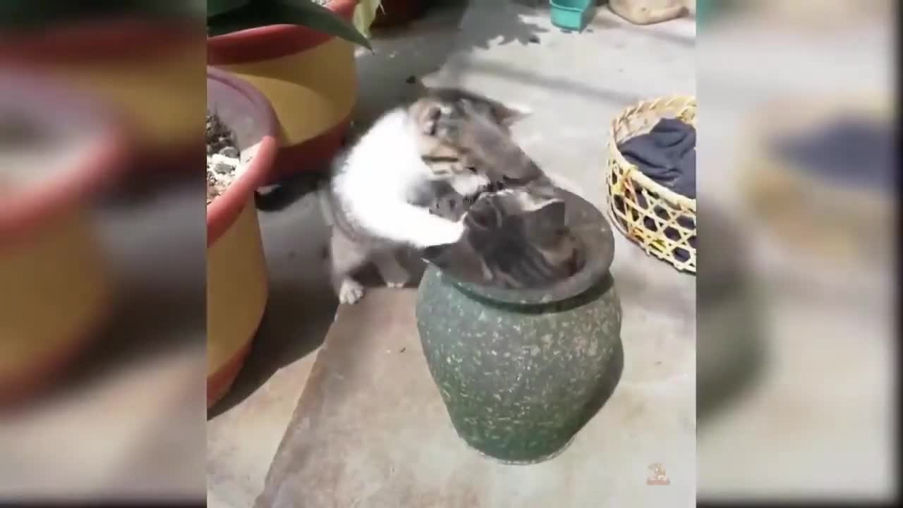 Cats funny videos watch