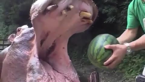 Funny Animal Video: Hippo vs Watermelon, who will win?