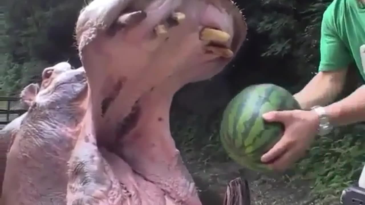 Funny Animal Video: Hippo vs Watermelon, who will win?