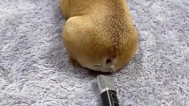 Dog Scares Himself by Farting into Mic 😂