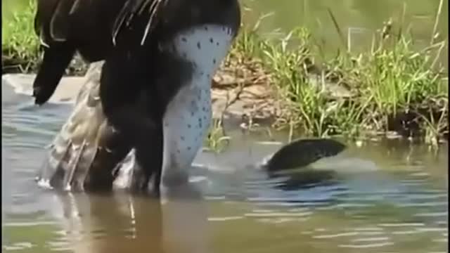 A Canadian eagle catches its prey, a water lizard.☠️🙀🙀