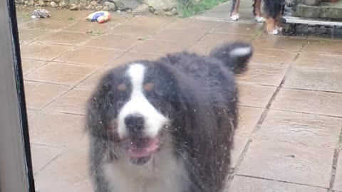 Bernese Mountain Dog knocking on the door