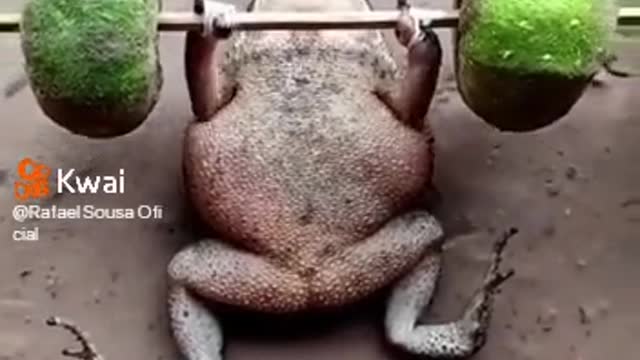 SAPÃO Kkkkk
