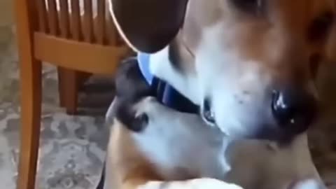 Funny Animals Compilations 03