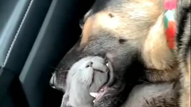 This cat and this dog are being friends