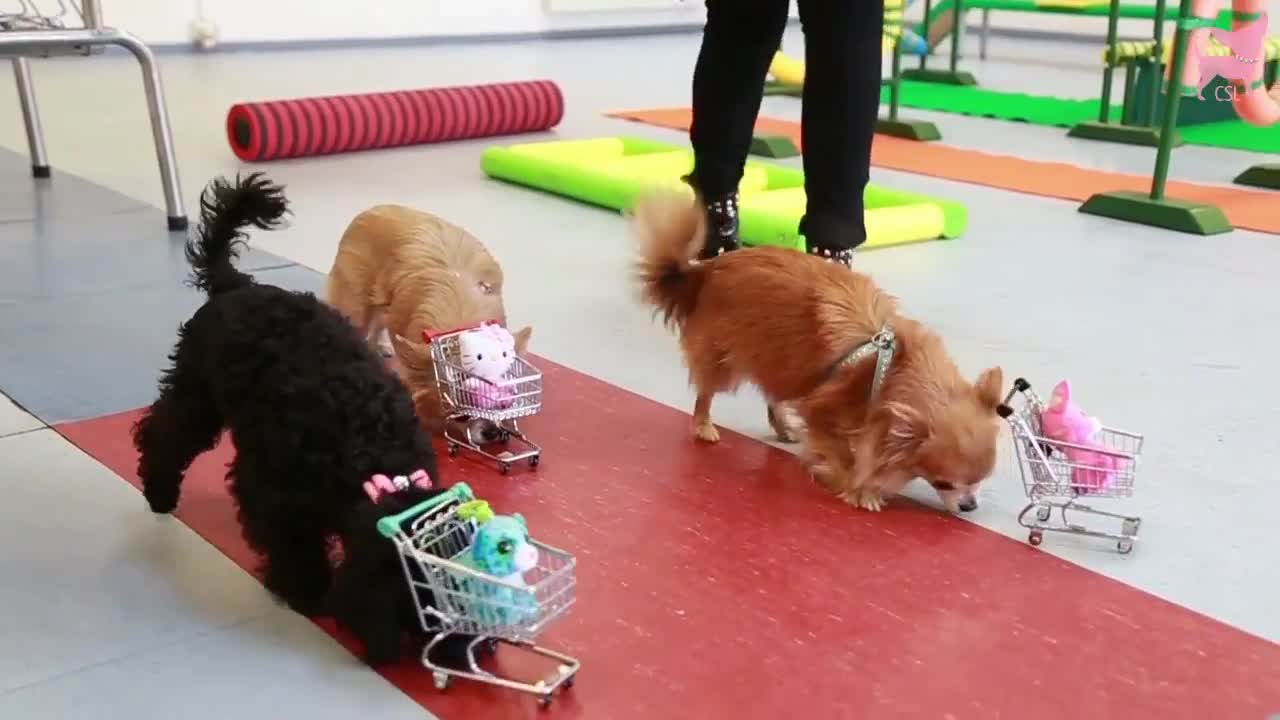 Cute Chihuahua Tricks with Shopping Cart