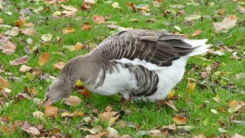 A duck eats grass 🧐