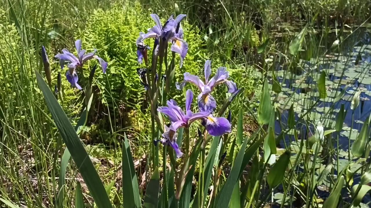 Irises