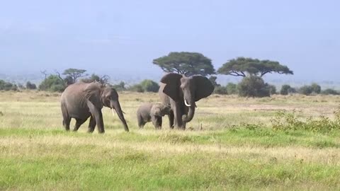 elephant-The pet elephant that the elephant family loves