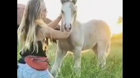 Top funny and cutest horses video compilation