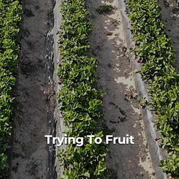 🌱 Nature's Cloning: The Fruitful Saga 🍎