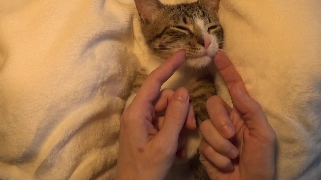 Sweet Purring Kitten