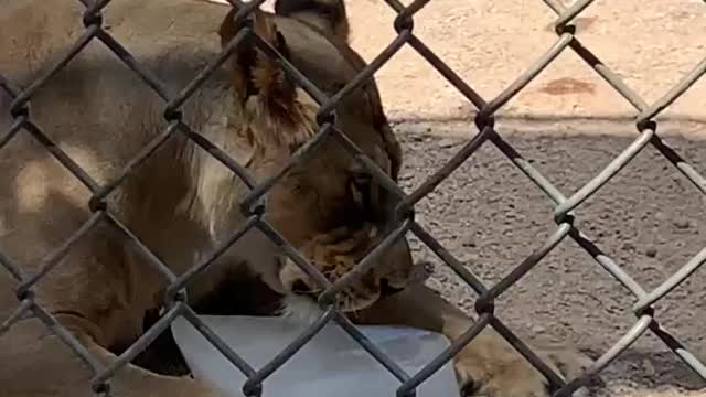 Lioness Cooling Down On a Block Of Ice (The Lion Habitat Ranch)