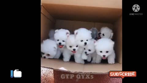 cute dogs video