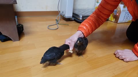 A guest came to see the chicks. But the chick pooped. 