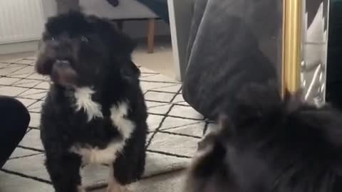 my dog seeing his reflection for the first time