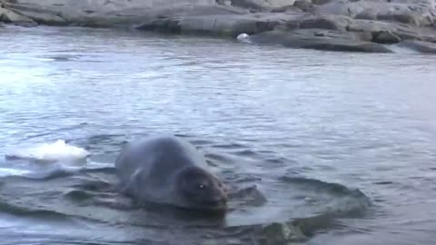 Cute Baby Elephant Seal