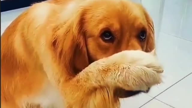 Funny Videos of dogs episode VI