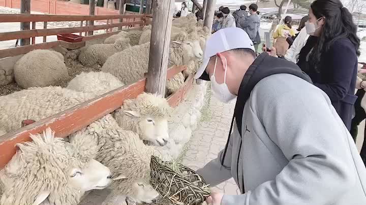 Sheep eating grass deliciously It's really delicious??