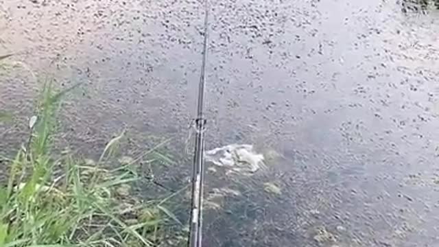 Amazing Lures Fishing ( Big Fish ) Videos