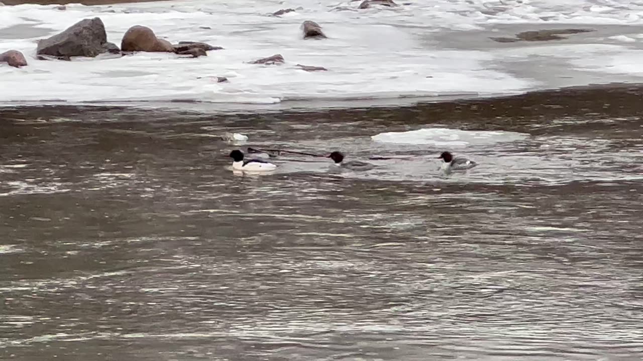 Mergansers Humber River Toronto in January