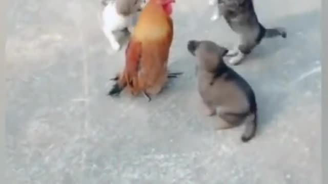 Puppies vs chicken funny video