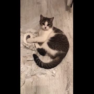 I just forgot to hide the toilet paper and left the house for a while