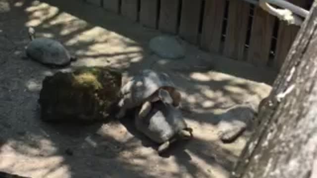 Turtle power lol