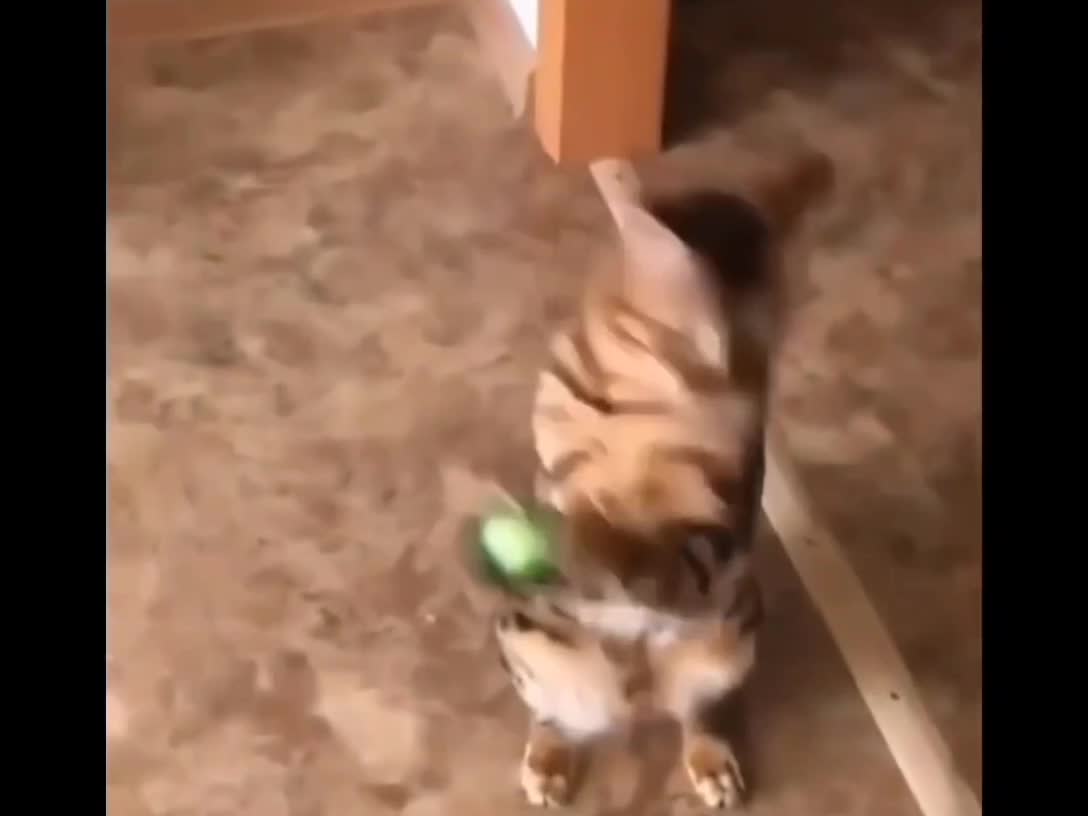 Did this cat catch ball with his hand