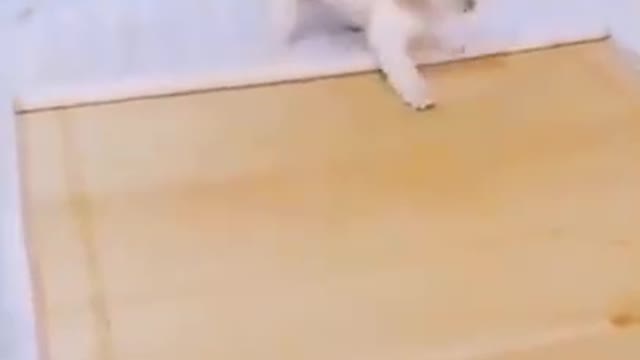 Cute puppy playing and closing the door
