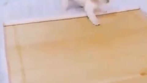 Cute puppy playing and closing the door